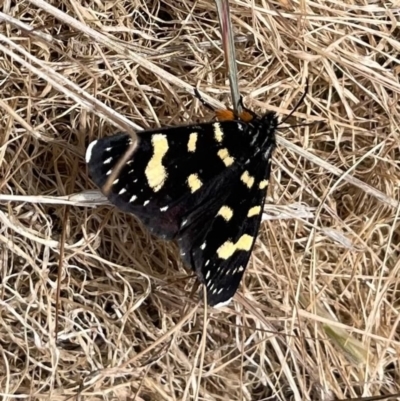 Phalaenoides tristifica (Willow-herb Day-moth) at Black Flat at Corrowong - 15 Oct 2023 by BlackFlat