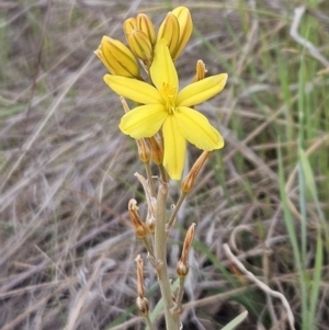 Bulbine bulbosa at Belconnen, ACT - 15 Oct 2023 03:17 PM