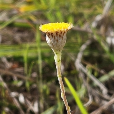 Leptorhynchos squamatus subsp. squamatus (Scaly Buttons) at Belconnen, ACT - 15 Oct 2023 by sangio7