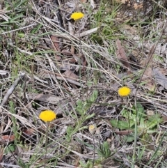 Leptorhynchos squamatus subsp. squamatus at Belconnen, ACT - 15 Oct 2023