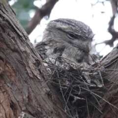 Podargus strigoides (Tawny Frogmouth) at Watson, ACT - 17 Oct 2023 by AniseStar