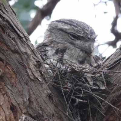 Podargus strigoides (Tawny Frogmouth) at Watson Green Space - 16 Oct 2023 by AniseStar