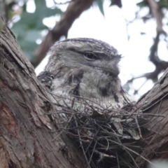 Podargus strigoides at Watson, ACT - 17 Oct 2023 09:47 AM