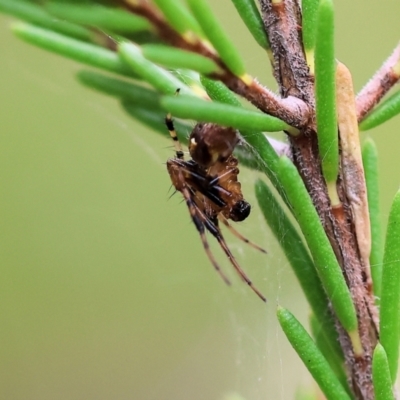 Australomimetus sp. (genus) at Chiltern-Mt Pilot National Park - 14 Oct 2023 by KylieWaldon