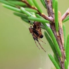 Unidentified Other hunting spider at Chiltern-Mt Pilot National Park - 14 Oct 2023 by KylieWaldon