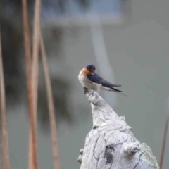 Hirundo neoxena (Welcome Swallow) at Watson Green Space - 16 Oct 2023 by AniseStar