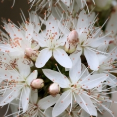 Calytrix tetragona (Common Fringe-myrtle) at Beechworth, VIC - 14 Oct 2023 by KylieWaldon