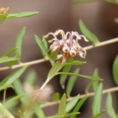 Grevillea phylicoides (Grey Spider Flower) at Wattle Ridge - 10 Oct 2023 by Curiosity