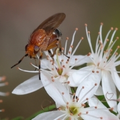 Unidentified Flower-loving fly (Apioceridae) at Chiltern-Mt Pilot National Park - 14 Oct 2023 by KylieWaldon