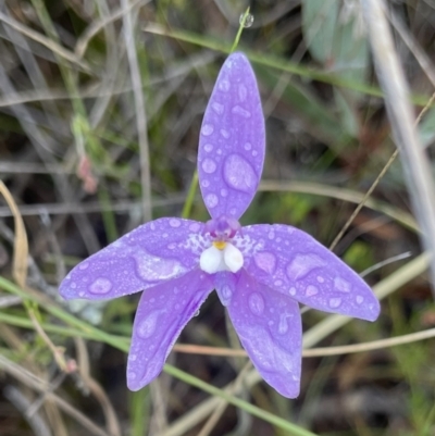 Glossodia major (Wax Lip Orchid) at Mount Majura - 16 Oct 2023 by Louisab