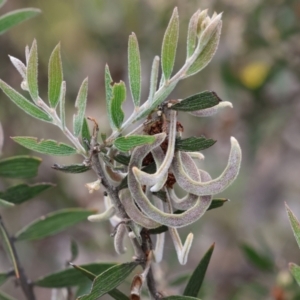 Acacia lanigera var. lanigera at Beechworth, VIC - 15 Oct 2023