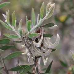Acacia lanigera var. lanigera (Woolly Wattle, Hairy Wattle) at Beechworth, VIC - 14 Oct 2023 by KylieWaldon