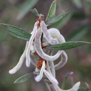 Acacia lanigera var. lanigera at Beechworth, VIC - 15 Oct 2023