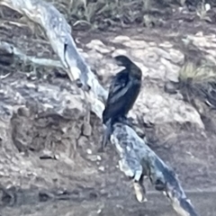 Phalacrocorax sulcirostris (Little Black Cormorant) at Hackett, ACT - 17 Oct 2023 by Louisab