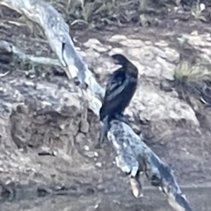 Phalacrocorax sulcirostris at Hackett, ACT - 17 Oct 2023 07:25 AM