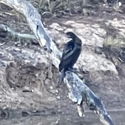 Phalacrocorax sulcirostris (Little Black Cormorant) at Hackett, ACT - 17 Oct 2023 by Louisab