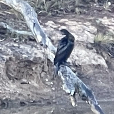 Phalacrocorax sulcirostris (Little Black Cormorant) at Hackett, ACT - 16 Oct 2023 by Louisab