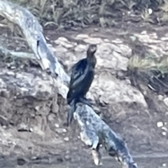 Phalacrocorax sulcirostris at Hackett, ACT - 17 Oct 2023