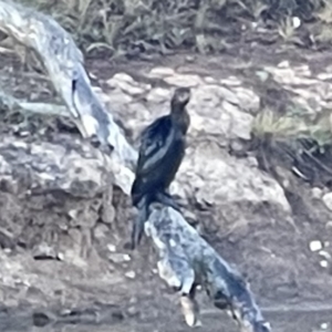 Phalacrocorax sulcirostris at Hackett, ACT - 17 Oct 2023 07:25 AM