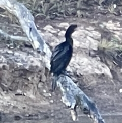 Phalacrocorax sulcirostris at Hackett, ACT - 17 Oct 2023