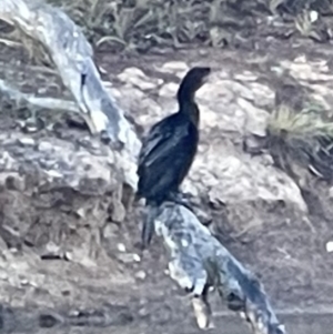 Phalacrocorax sulcirostris at Hackett, ACT - 17 Oct 2023 07:25 AM