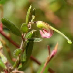 Grevillea arenaria subsp. arenaria (Nepean Spider Flower) at Wattle Ridge - 11 Oct 2023 by Curiosity