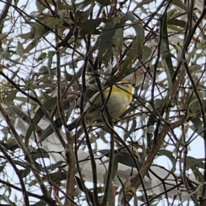 Pardalotus striatus at Carwoola, NSW - 16 Oct 2023