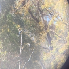 Todiramphus sanctus (Sacred Kingfisher) at Bruce, ACT - 17 Oct 2023 by JLolicato1