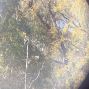 Todiramphus sanctus at Bruce, ACT - 17 Oct 2023 09:54 AM