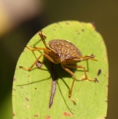 Poecilometis strigatus (Gum Tree Shield Bug) at Wattle Ridge - 11 Oct 2023 by Curiosity