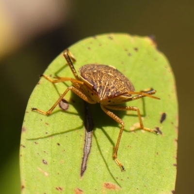 Poecilometis strigatus (Gum Tree Shield Bug) at Wattle Ridge, NSW - 11 Oct 2023 by Curiosity