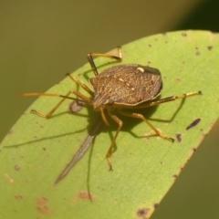 Poecilometis strigatus at Wattle Ridge, NSW - 11 Oct 2023