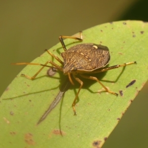 Poecilometis strigatus at Wattle Ridge, NSW - 11 Oct 2023