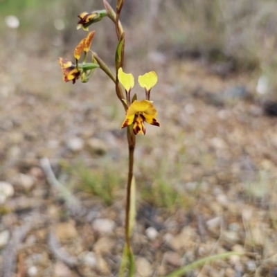Diuris semilunulata (Late Leopard Orchid) at Cuumbeun Nature Reserve - 16 Oct 2023 by Csteele4