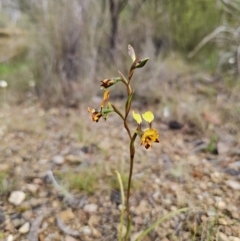 Diuris semilunulata at Carwoola, NSW - suppressed