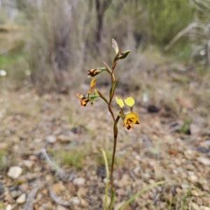 Diuris semilunulata at Carwoola, NSW - suppressed