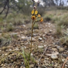 Diuris semilunulata at Carwoola, NSW - 16 Oct 2023