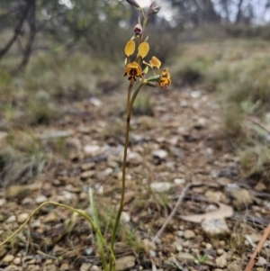 Diuris semilunulata at Carwoola, NSW - suppressed