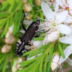 Eleale simplex (Clerid beetle) at Chiltern-Mt Pilot National Park - 15 Oct 2023 by KylieWaldon