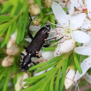 Eleale simplex at Chiltern-Mt Pilot National Park - 15 Oct 2023 09:48 AM