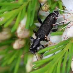 Eleale simplex at Chiltern-Mt Pilot National Park - 15 Oct 2023 09:48 AM