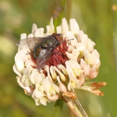 Calliphoridae (family) (Unidentified blowfly) at Sullivans Creek, Turner - 14 Oct 2023 by ConBoekel