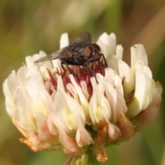 Calliphoridae (family) at Turner, ACT - 15 Oct 2023