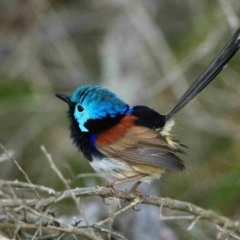 Malurus lamberti (Variegated Fairywren) at Brunswick Heads, NSW - 13 Oct 2023 by macmad