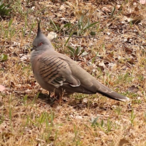 Ocyphaps lophotes at Turner, ACT - 15 Oct 2023