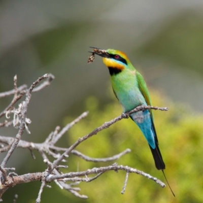 Merops ornatus (Rainbow Bee-eater) at Wallum - 13 Oct 2023 by macmad