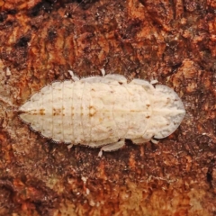 Ledromorpha planirostris (A leafhopper) at Sullivans Creek, Turner - 15 Oct 2023 by ConBoekel