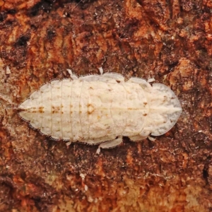 Ledromorpha planirostris at O'Connor, ACT - 15 Oct 2023 11:39 AM