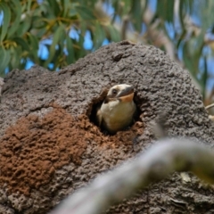 Dacelo novaeguineae (Laughing Kookaburra) at Wallum - 13 Oct 2023 by macmad