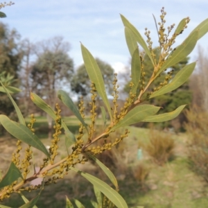 Acacia rubida at Richardson, ACT - 15 Jul 2023